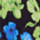 Color Negro seleccionado