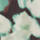 Colour Green selected