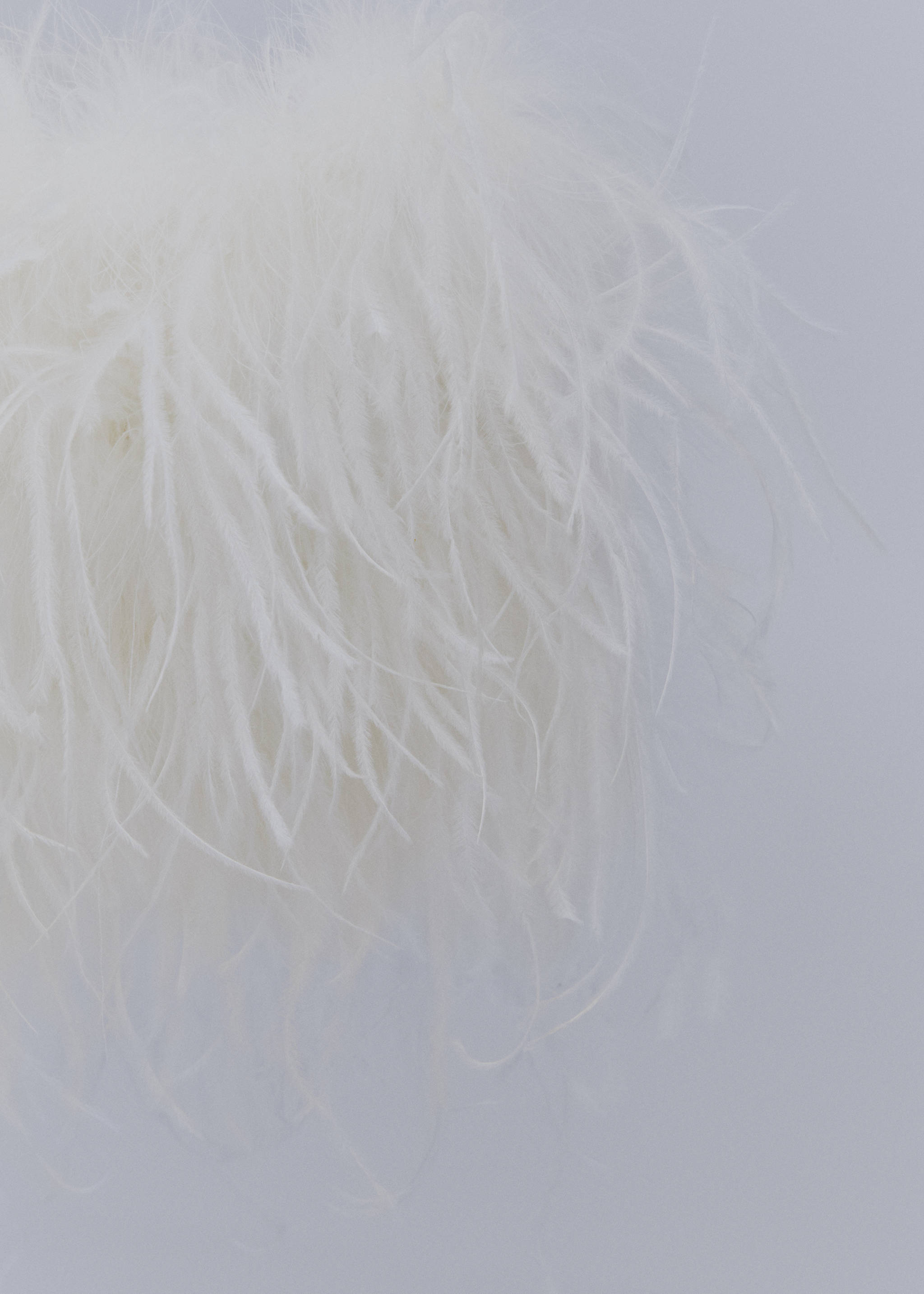 Top estil bandeau plomes - Detall de l'article 8