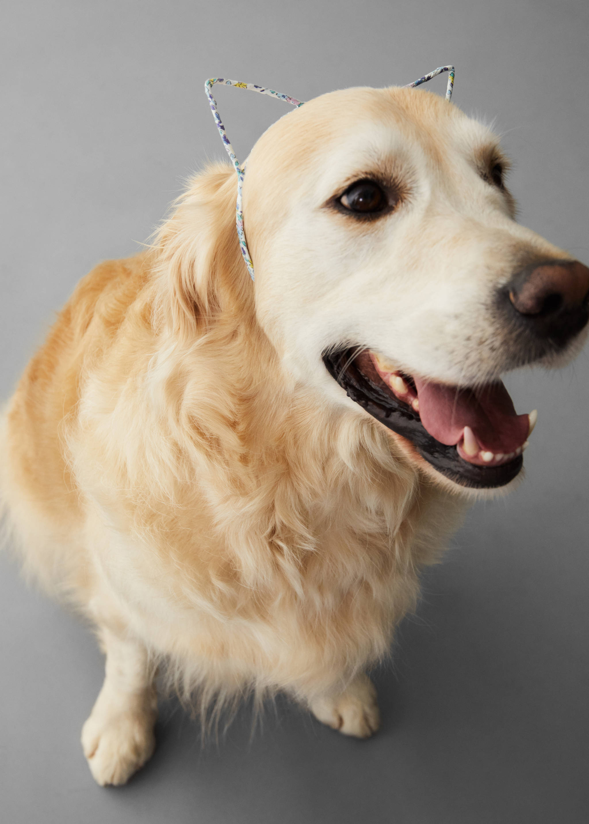 Orelleres gatet - Detall de l'article 5